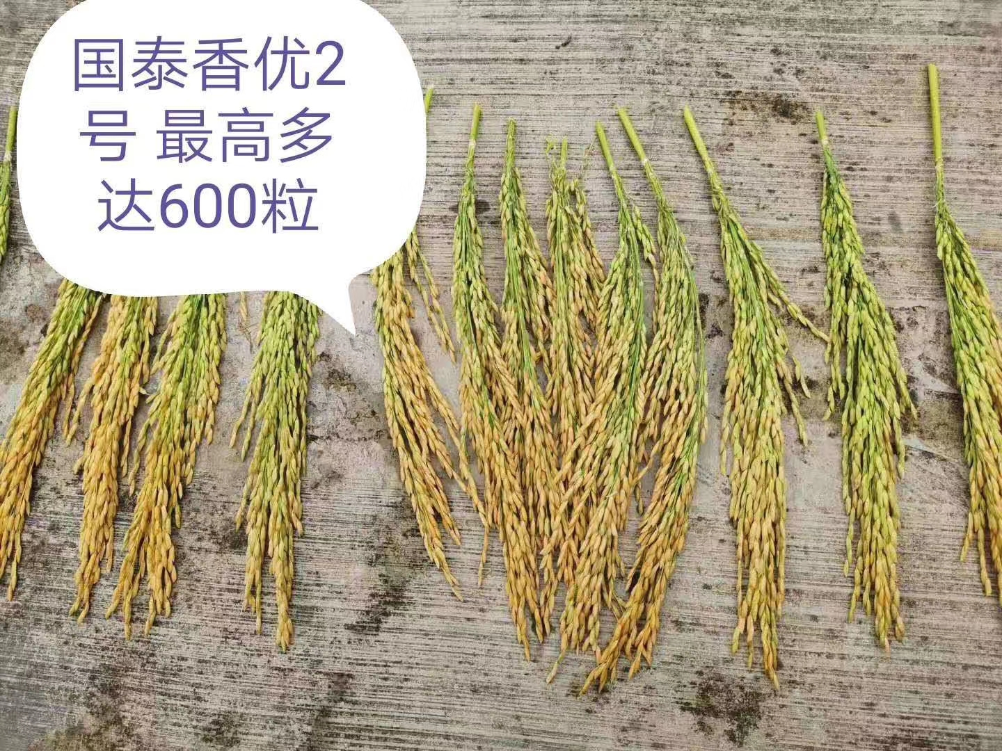 1621237059977989.jpg 国泰香2号.jpg