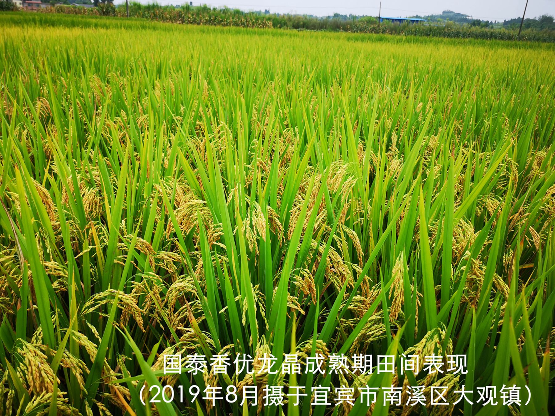 1621933135698318.jpg 国泰香优龙晶1.jpg