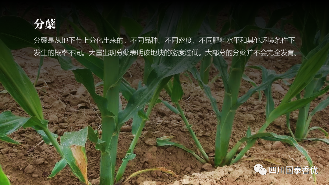 微信图片_20210629151559.png