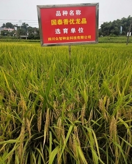 国泰香优龙晶