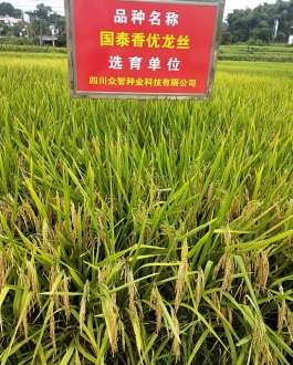 国泰香优龙丝