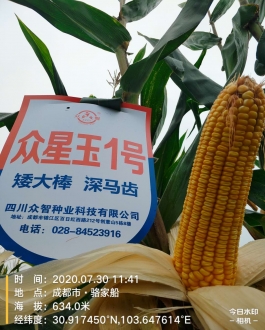 众星玉1号